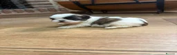 Shih Tzu perros en venta: Shih tzu mini - Anuncio 3