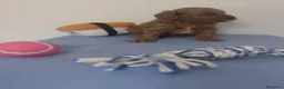Caniche Toy perros en venta: Caniche toy - Anuncio 8