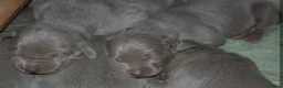 Weimaraner perros en venta: Braco de Weimar  - Anuncio 2