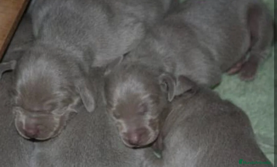 Weimaraner perros en venta: Braco de Weimar  - Anuncio 2