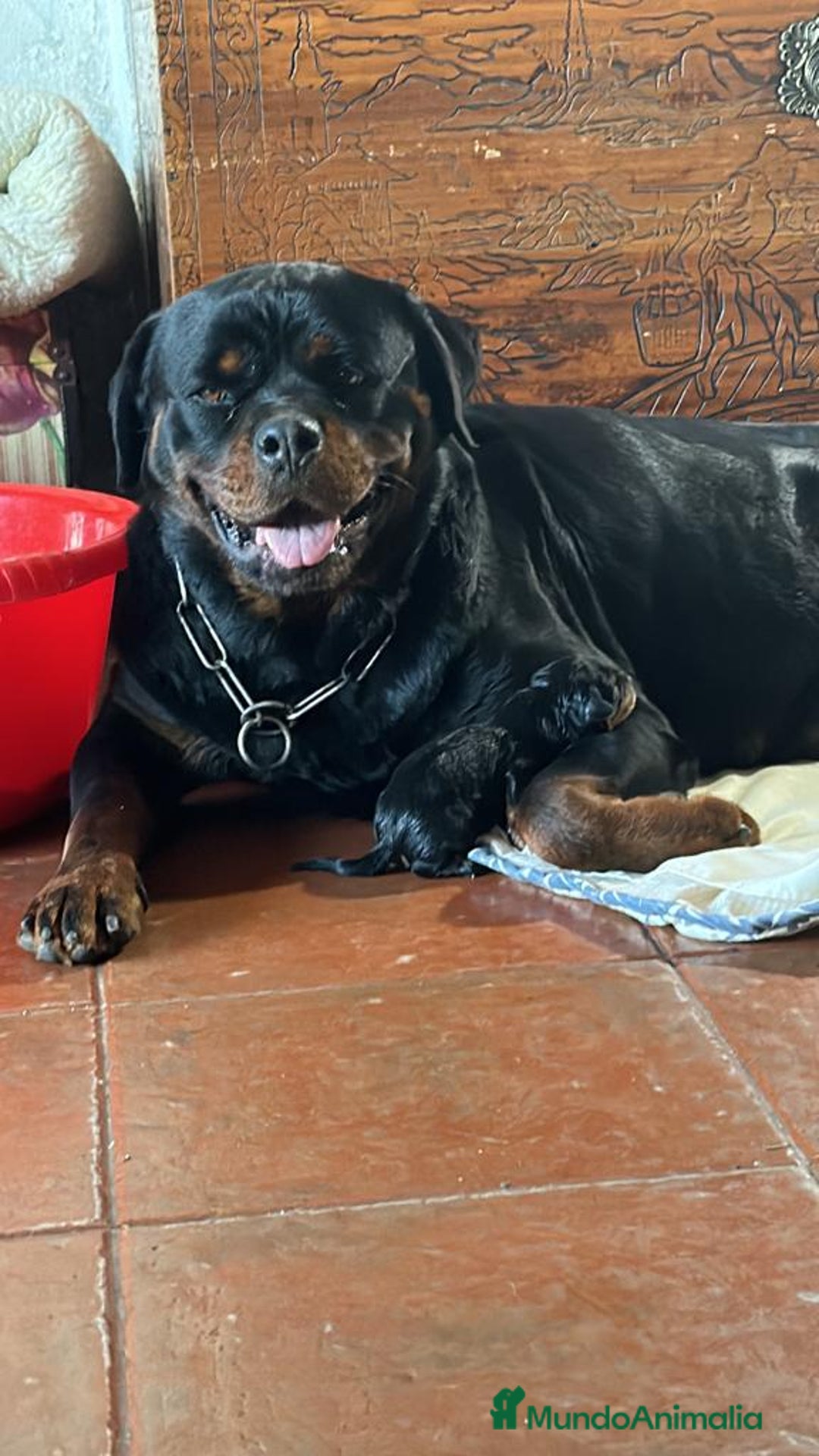 Rottweiler perros en venta: ROTTWEILER - Anuncio 16