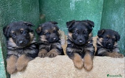 Pastor Alemán perros en venta: Cachorros de pastor alemán  en Salamanca - Imagen 10