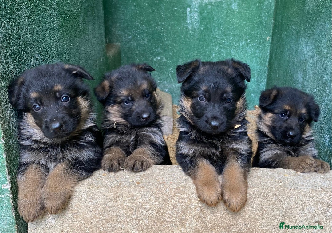 Pastor Alemán perros en venta: Cachorros de pastor alemán  en Salamanca - Imagen 10