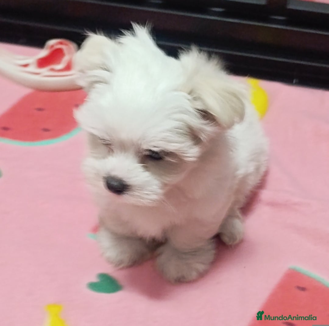 Bichón Maltés perros en venta: Bichón máltes coreanos  - Imagen 4