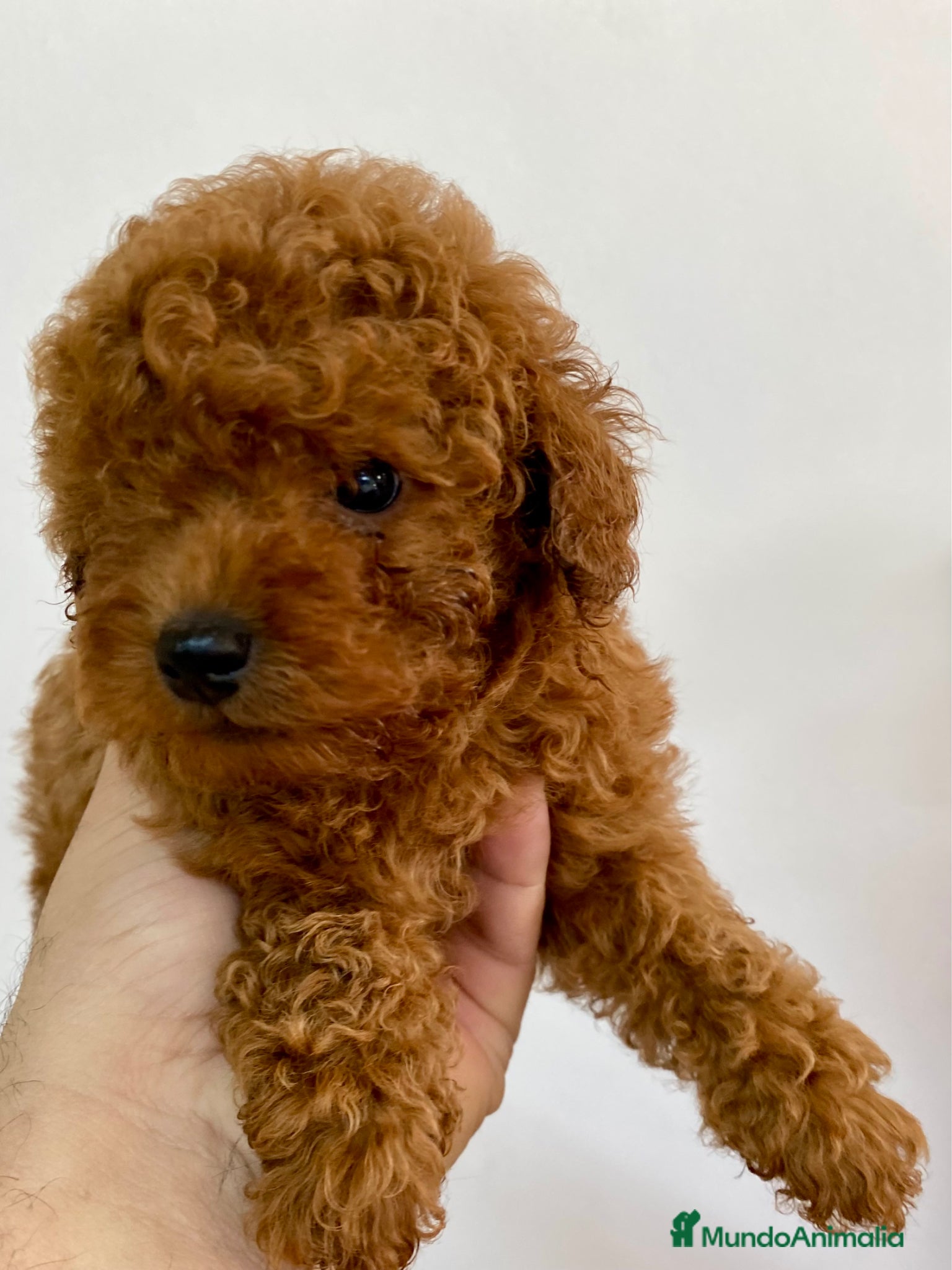 Caniche Toy perros Camada de caniches Toy y Enanos - Anuncio 27