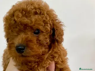 Caniche Toy perros Camada de caniches Toy y Enanos - Anuncio 27