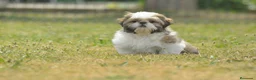 Shih Tzu perros en venta: Espectacular  cachorro - Anuncio 2