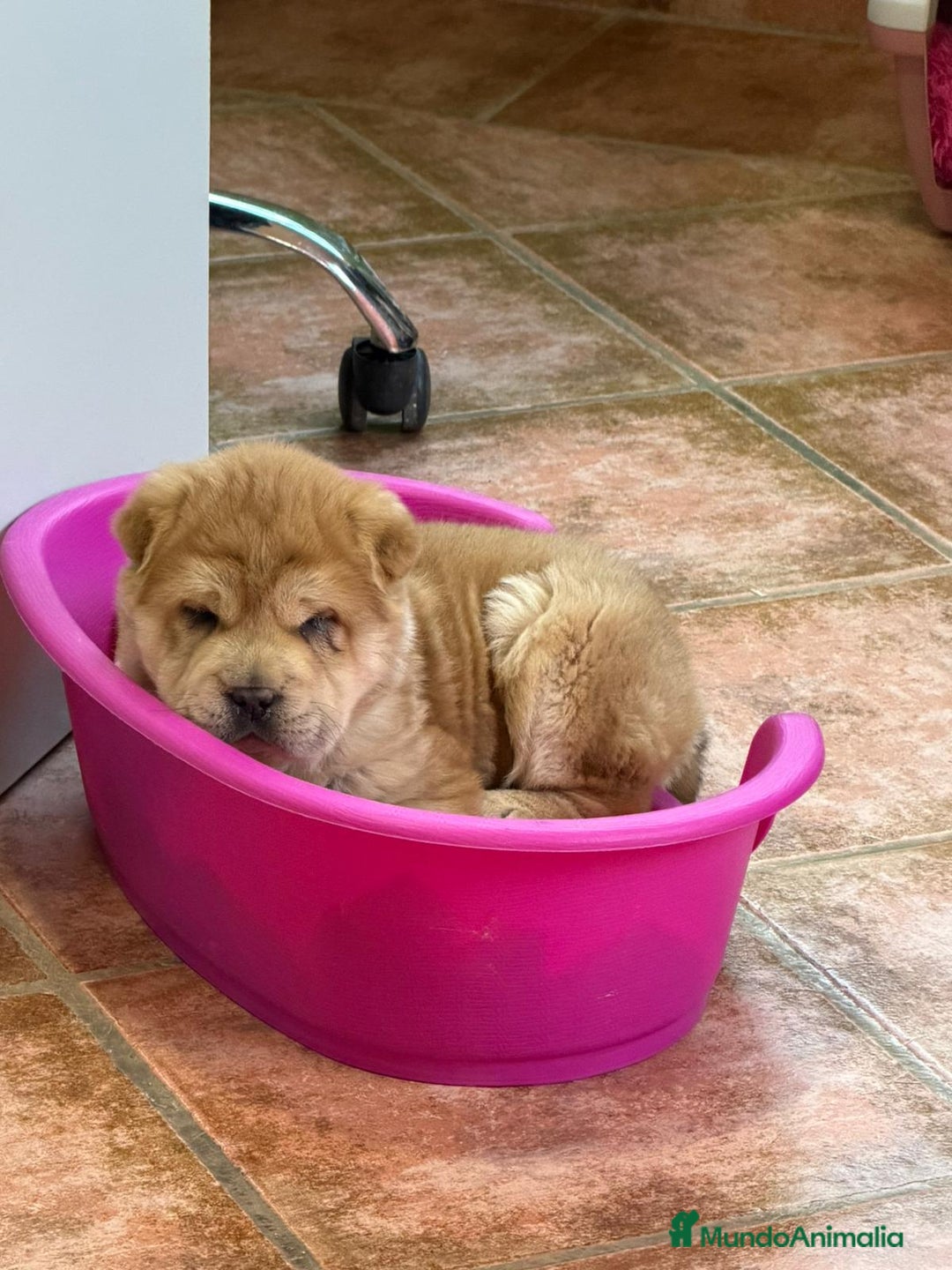 Shar Pei perros en venta: Magnífica hembra Sharpei adorable  - Anuncio 3