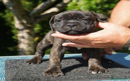 Staffordshire Bull Terrier perros en venta: staffy  - Imagen 4