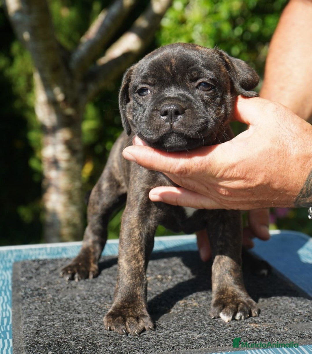 Staffordshire Bull Terrier perros en venta: staffy  - Imagen 4