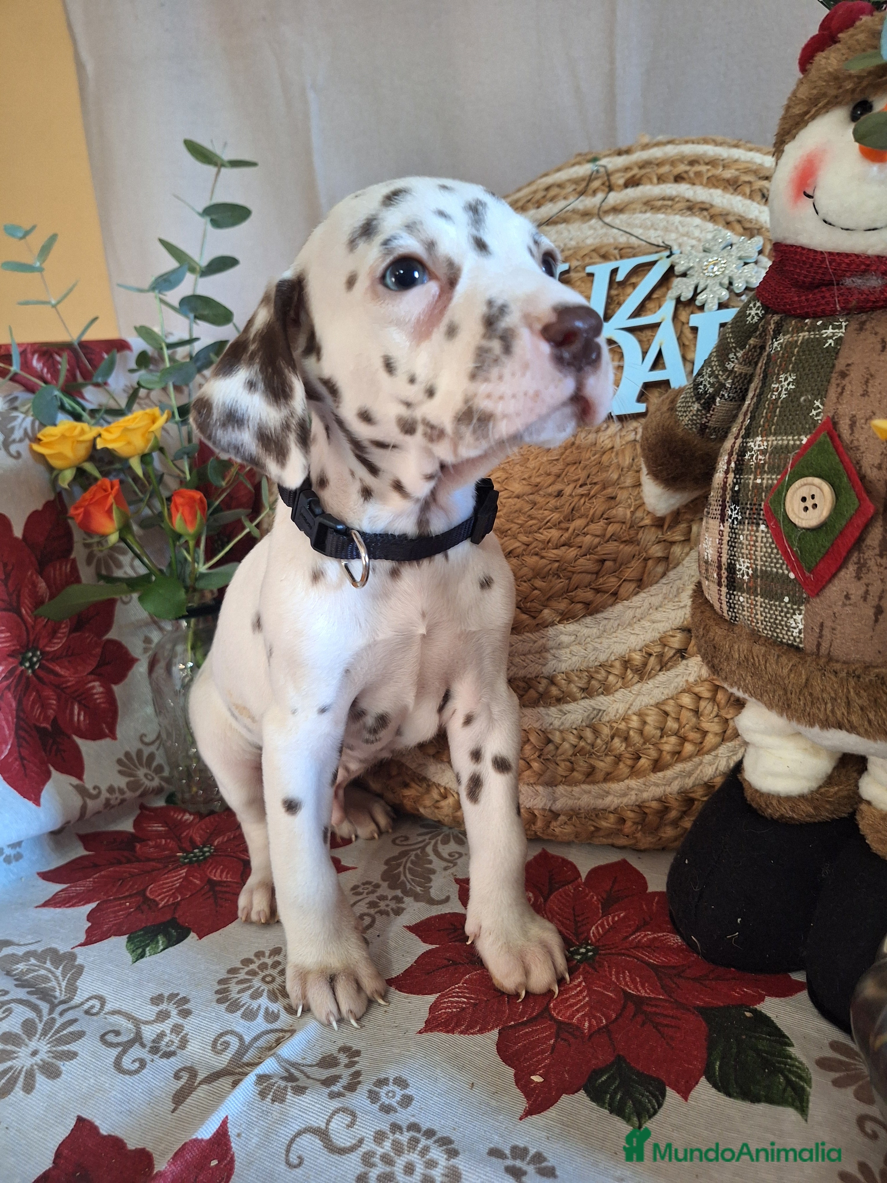 Dálmata perros DALMATA  - Anuncio 3