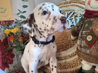 Dálmata perros DALMATA - Anuncio 1