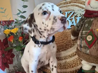 Dálmata perros DALMATA - Anuncio 7