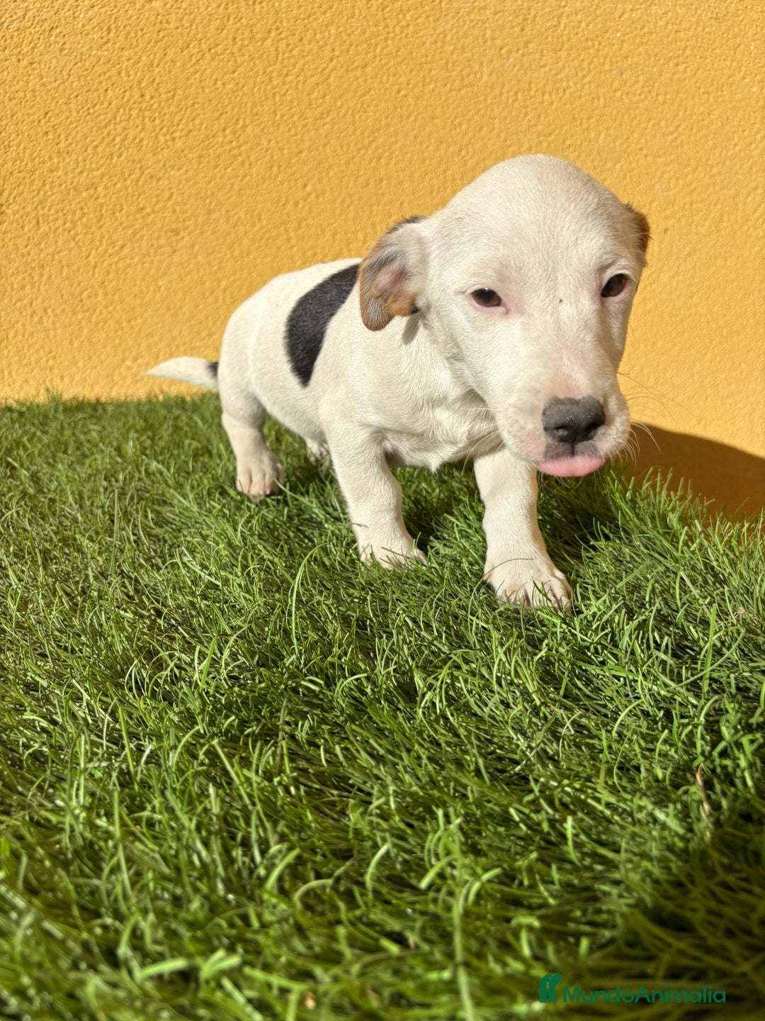 Jack Russell Terrier perros en venta: Jack Russell macho pata corta  - Imagen 10
