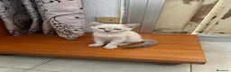 Siamés gatos en venta: Preciosa hembra Siamés en Madrid - Anuncio 2