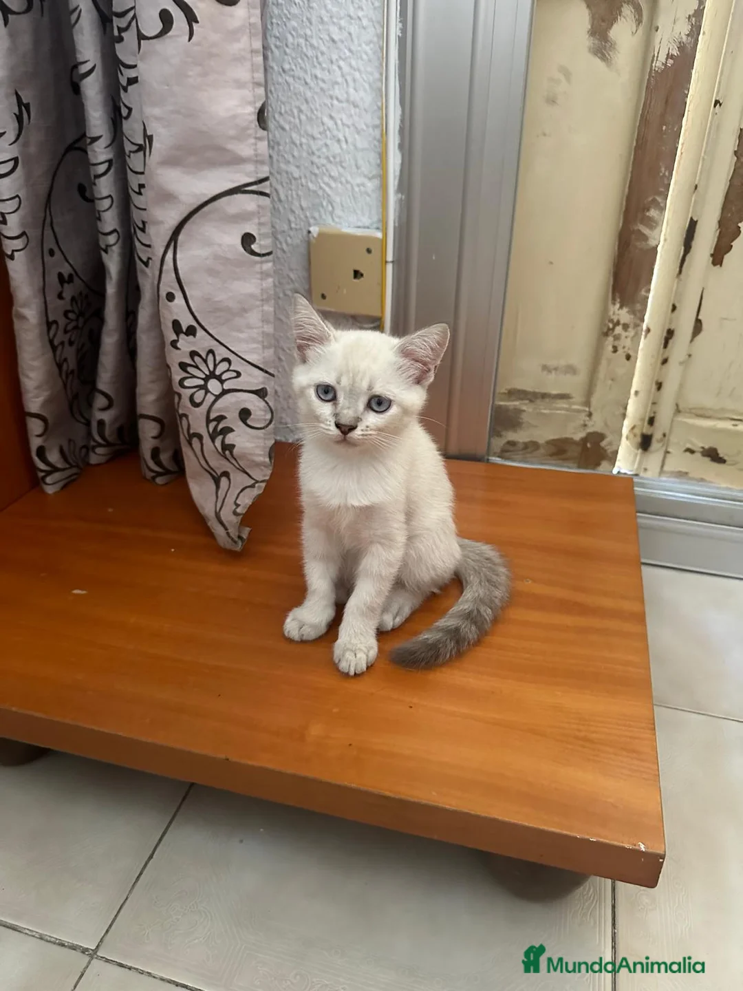 Siamés gatos en venta: Preciosa hembra Siamés en Madrid - Anuncio 2