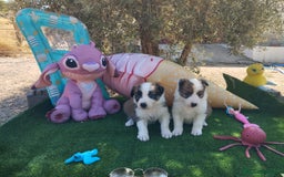 Border Collie perros en venta: Gran Camada de Border Collie - Imagen 10