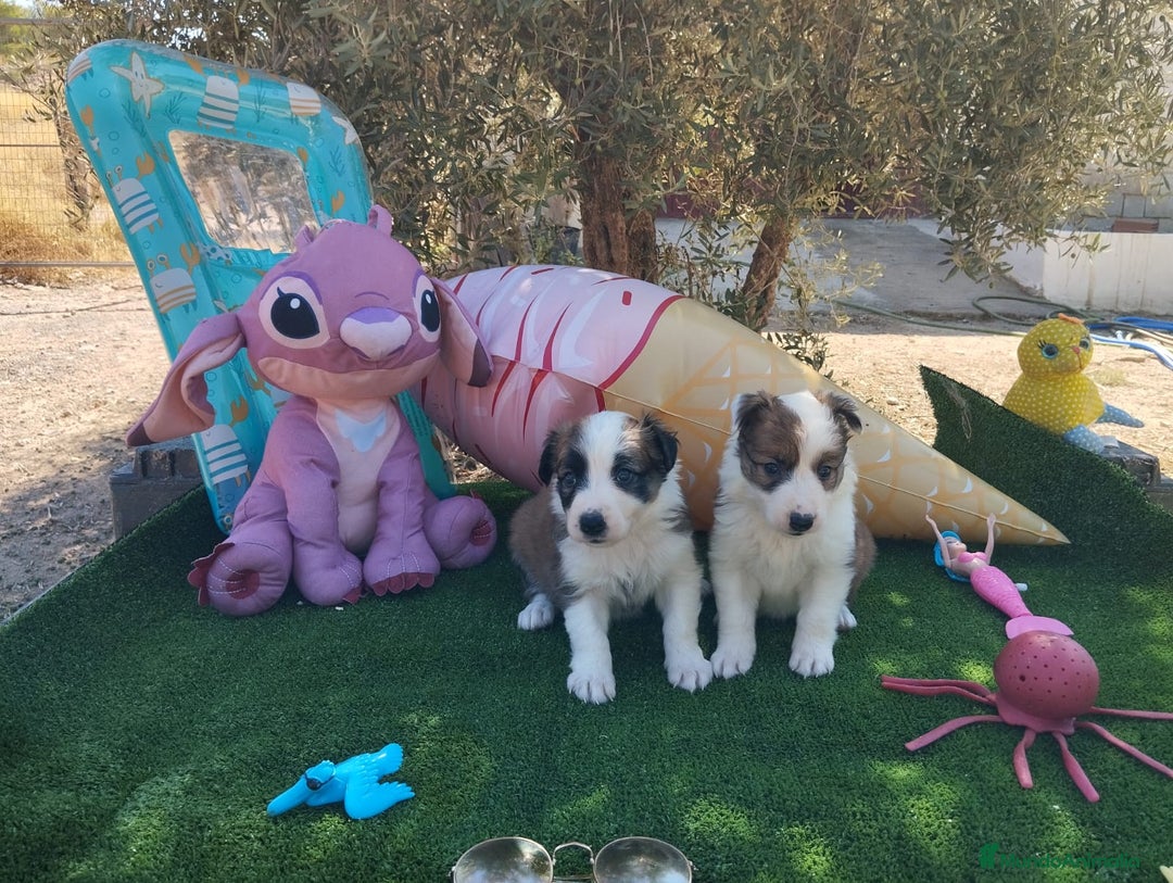 Border Collie perros en venta: Gran Camada de Border Collie - Imagen 10