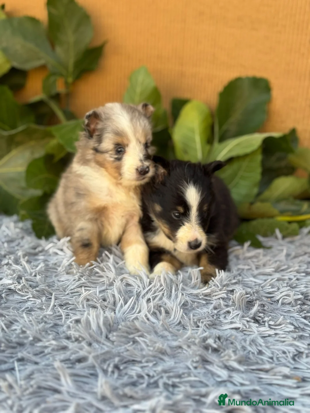 Perro Pastor de las Shetland perros en venta: SHELTIE HEMBRITAS  - Anuncio 6