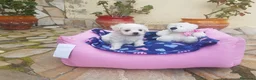 Bichón Maltés perros en venta: Bichón Maltés  - Anuncio 4