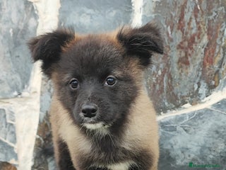 Raza Mixta perros - Anuncio 34