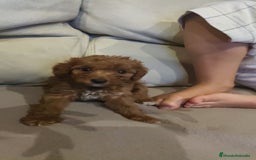Caniche Toy perros en venta: Cachorros caniche rojo - Imagen 3