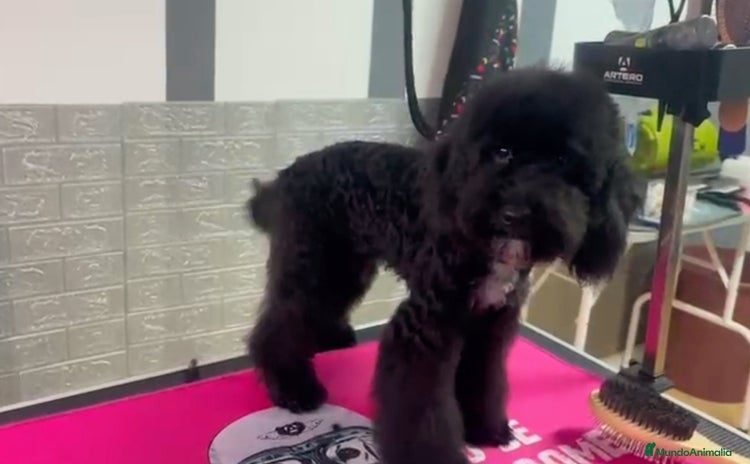 Caniche Enano perros - Anuncio 2