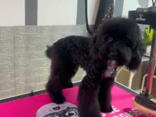 Caniche Enano perros - Anuncio 9