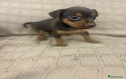Pinscher Miniatura perros en venta: Pinscher miniatura chocolate  - Imagen 29