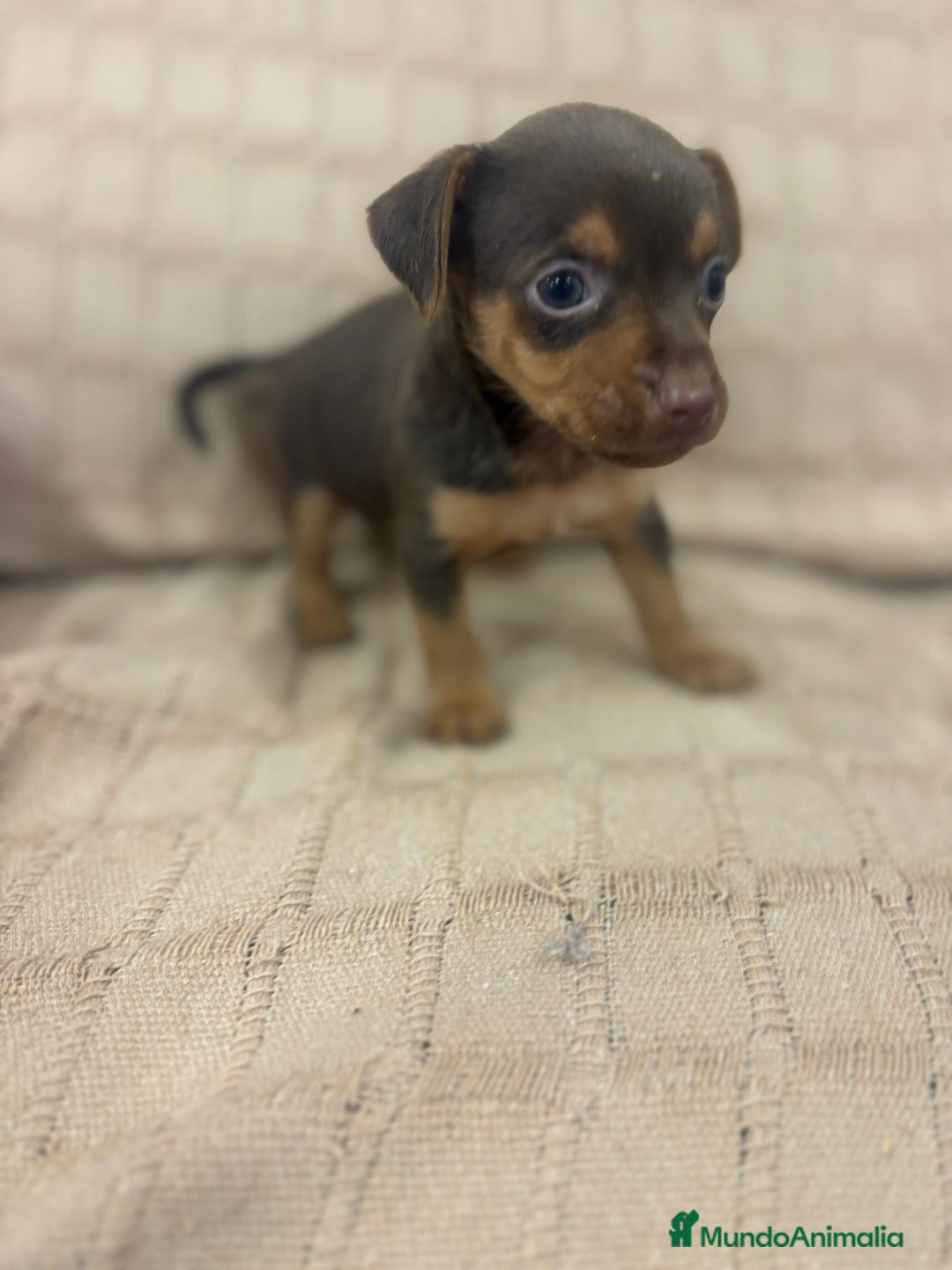 Pinscher Miniatura perros en venta: Pinscher miniatura chocolate  - Imagen 29