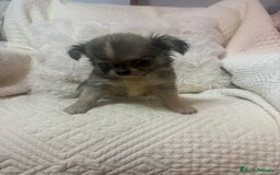 Chihuahua perros en venta: Chihuahua toy pelo largo  - Imagen 2