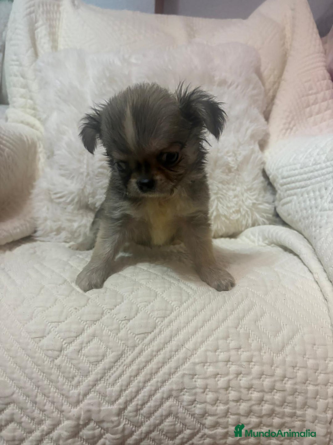 Chihuahua perros en venta: Chihuahua toy pelo largo  - Imagen 2