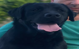 Labrador Retriever perros en venta: Cachorros de Labrador Retriever  - Imagen 7