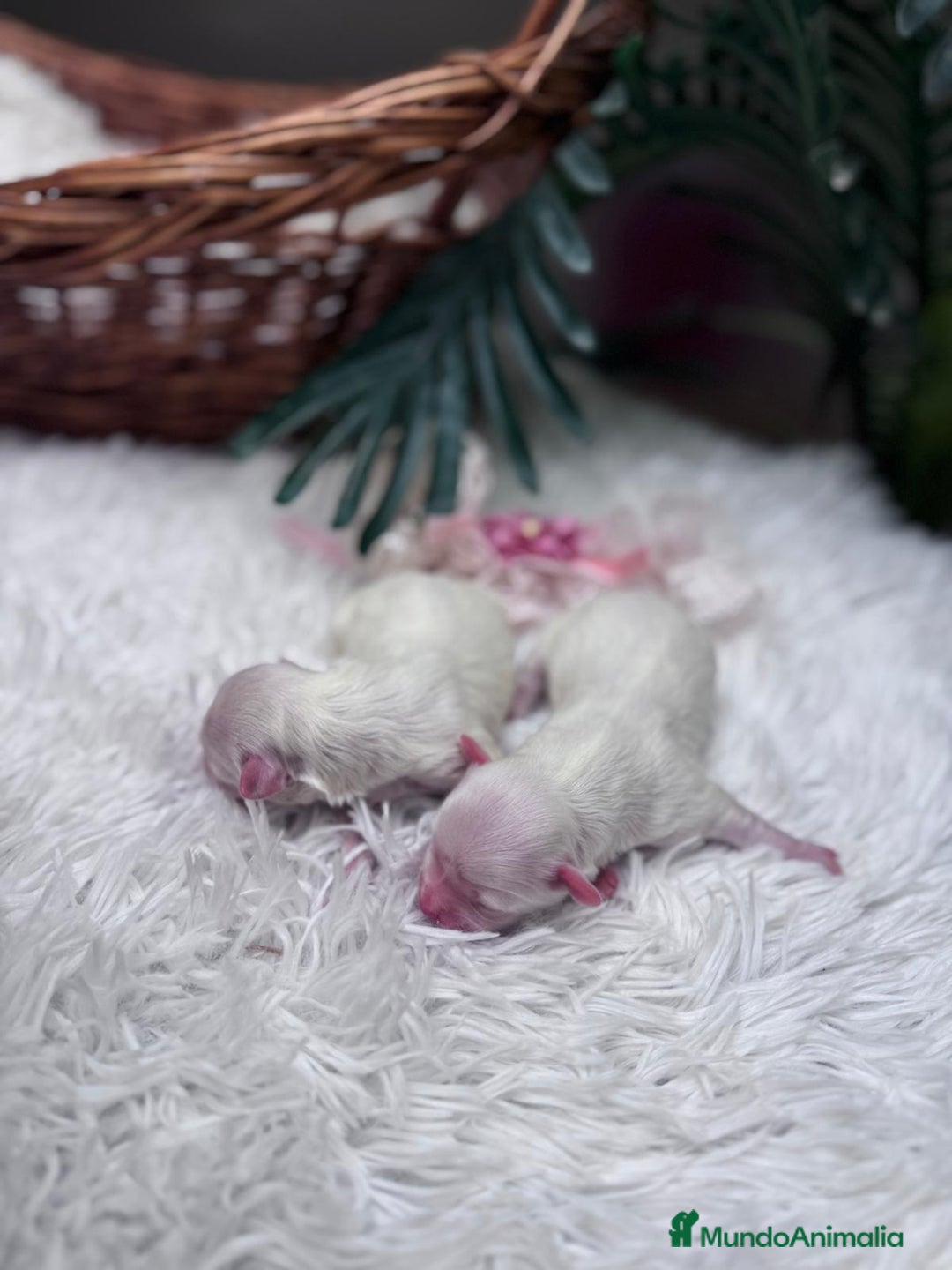 Bichón Maltés perros en venta: BICHON MALTES - Anuncio 5