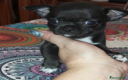 Chihuahua perros en venta: Chihuahua toy - Imagen 5