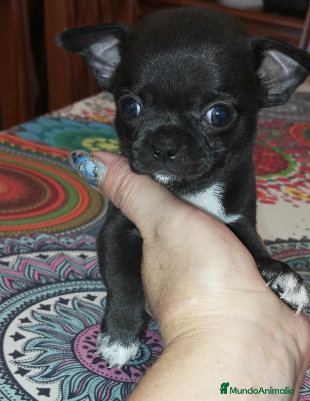 Chihuahua perros en venta: Chihuahua toy - Imagen 5