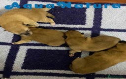 Shiba Inu perros en venta: Shiba Inu Camada de Alba y Simbad AQUANATURA - Imagen 5
