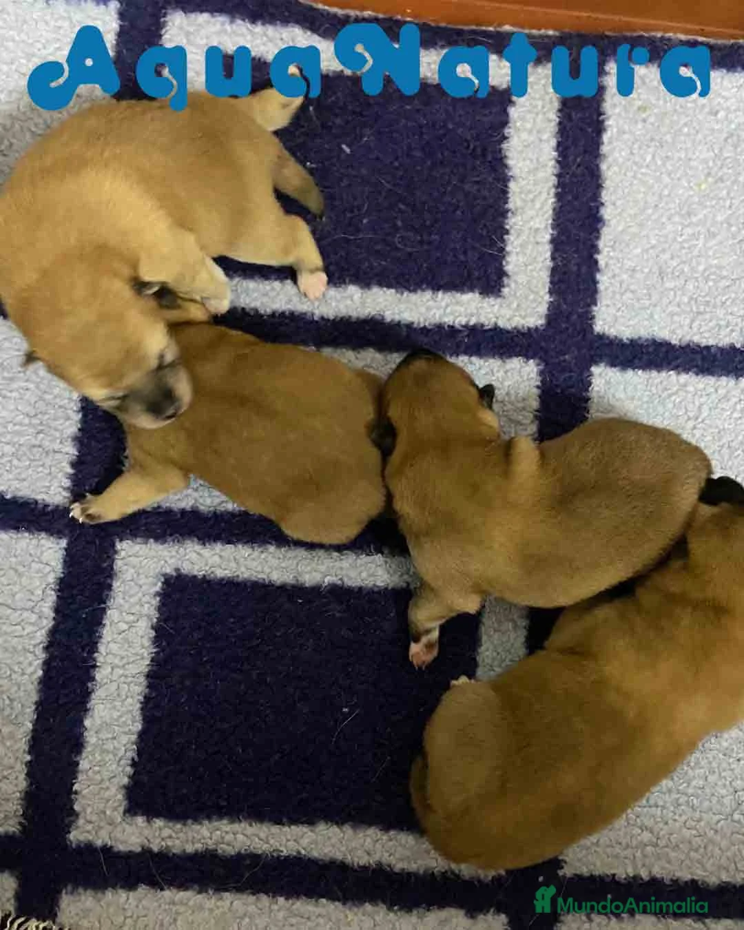 Shiba Inu perros en venta: Shiba Inu Camada de Alba y Simbad AQUANATURA - Anuncio 5