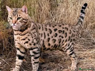 Bengalí gatos bengali - Anuncio 1