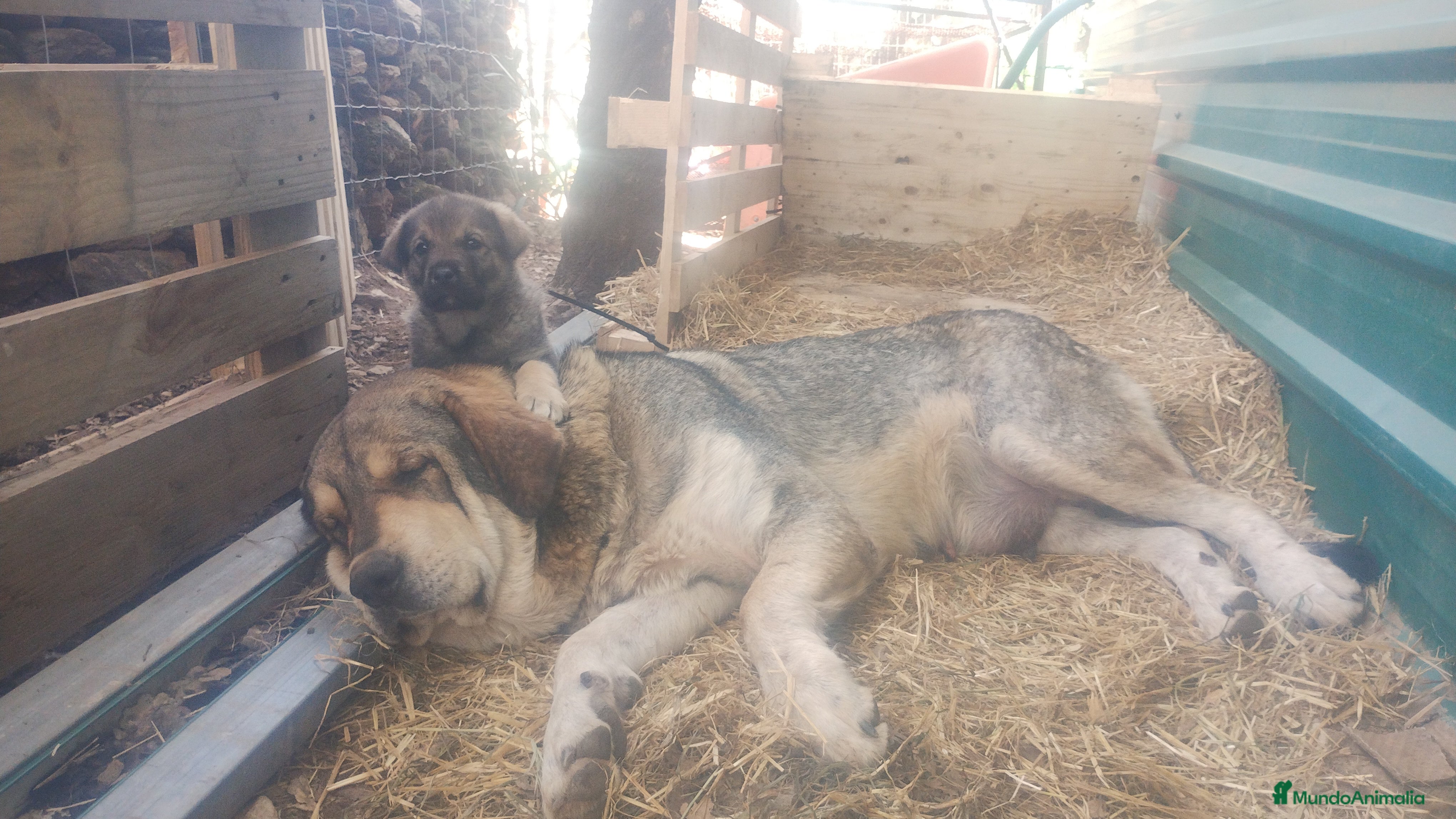 Mastín Español perros Cachorra mastin español  - Anuncio 1