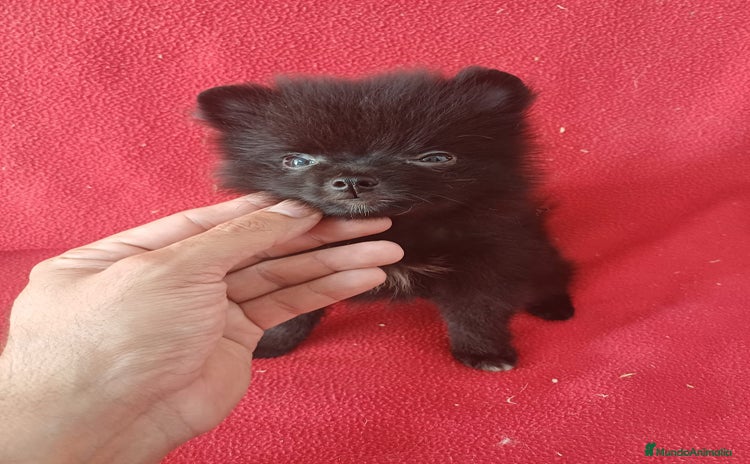 Pomerania perros - Anuncio 16
