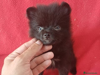 Pomerania perros - Anuncio 35