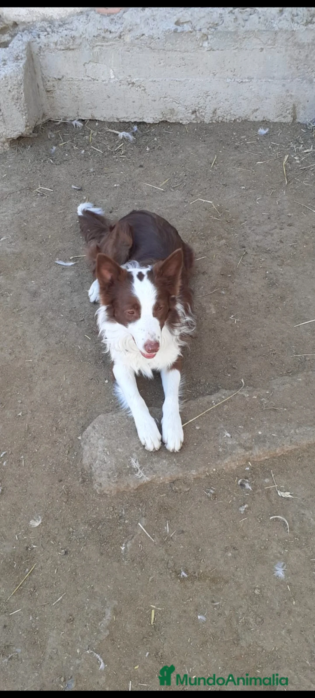 Border Collie perros en venta: Disponible Border collies chocolates y lilac  - Anuncio 9
