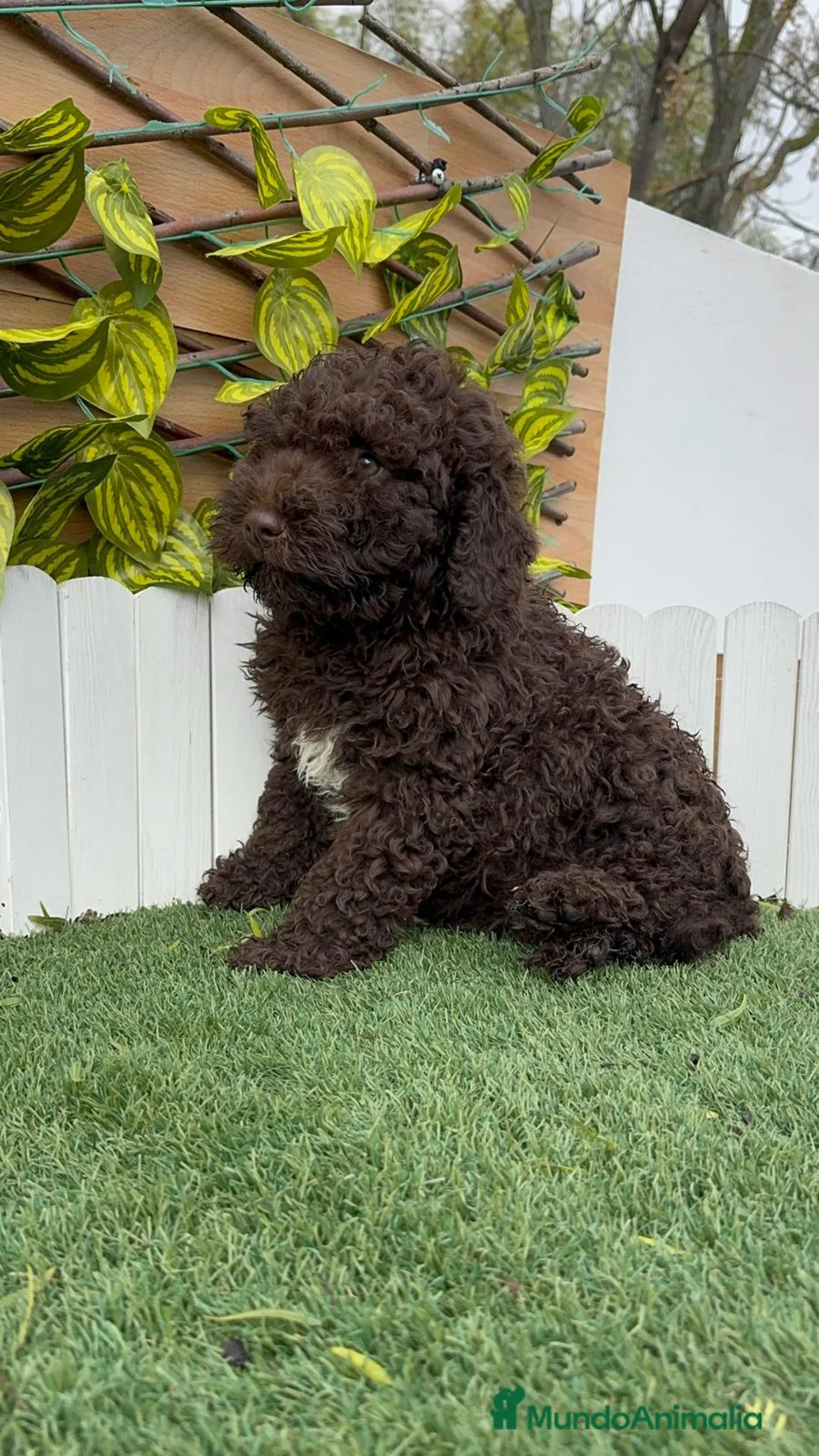 Perro de Agua Español perros en venta: PERRO DE AGUA HEMBRAS - Anuncio 14