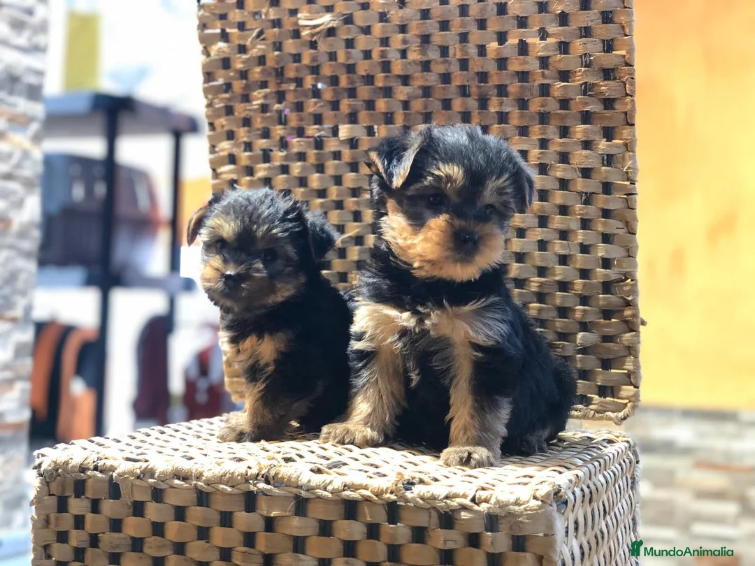 Yorkshire Terrier perros en venta: Yorkshire miniatura  - Anuncio 2