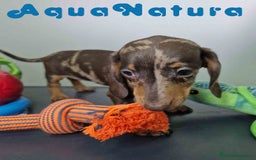 Teckel Miniatura perros en venta: Teckel Hembra 5805 AQUANATURA - Imagen 4