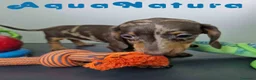 Teckel Miniatura perros en venta: Teckel Hembra 5805 AQUANATURA - Anuncio 4