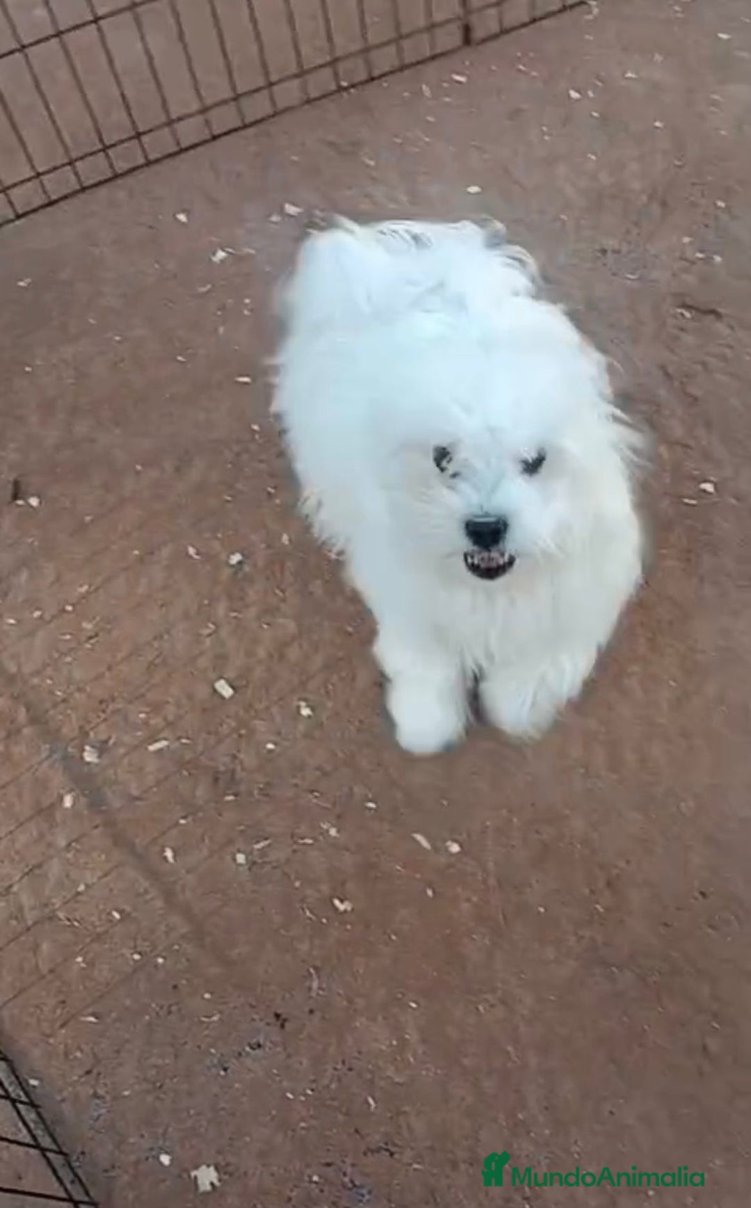 Bichón Maltés perros en venta: Bichon maltés 6 meses  - Anuncio 4