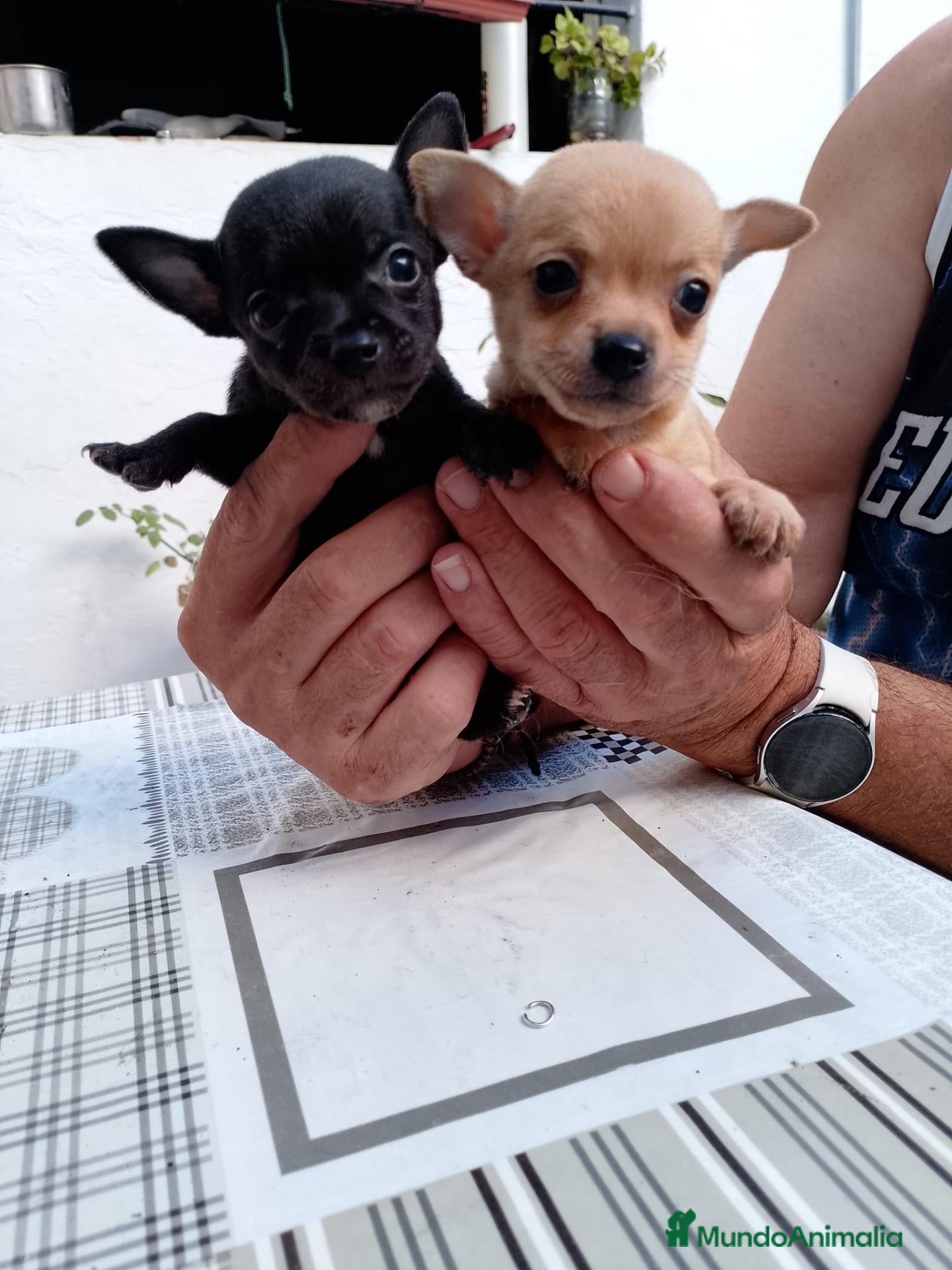 Chihuahua perros 2 machos de Chihuahua económicos - Anuncio 2