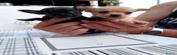 Chihuahua perros en venta: 2 machos de Chihuahua económicos - Anuncio 1